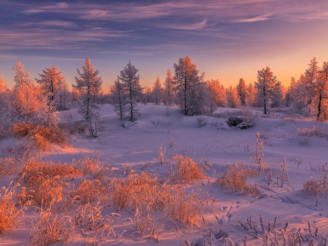 Обои пейзаж, свет, красота, облака, ели, вечер, снег, освещение, природа, в снегу, лес, снежный, зимний, закат, растительность, зима, landscape, light, beauty, clouds, ate, the evening, snow, lighting, nature, in the snow, forest, sunset, vegetation, winter разрешение 2000x1333 Загрузить