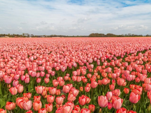 Обои тюльпаны, голландия, tulips, holland разрешение 5334x3000 Загрузить