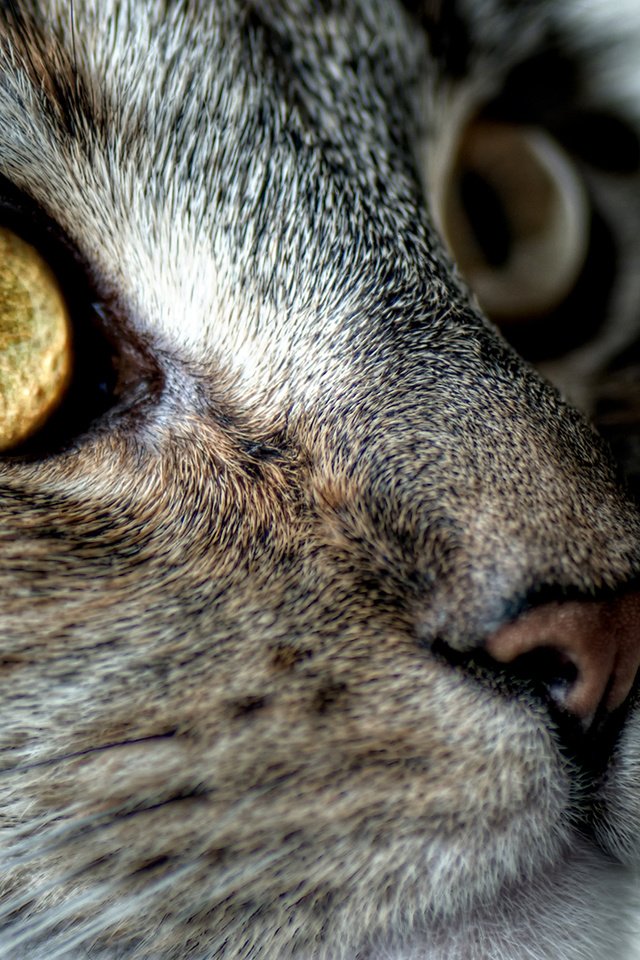 Обои кот, мордочка, усы, шерсть, кошка, взгляд, мордашка, cat, muzzle, mustache, wool, look, face разрешение 1920x1080 Загрузить