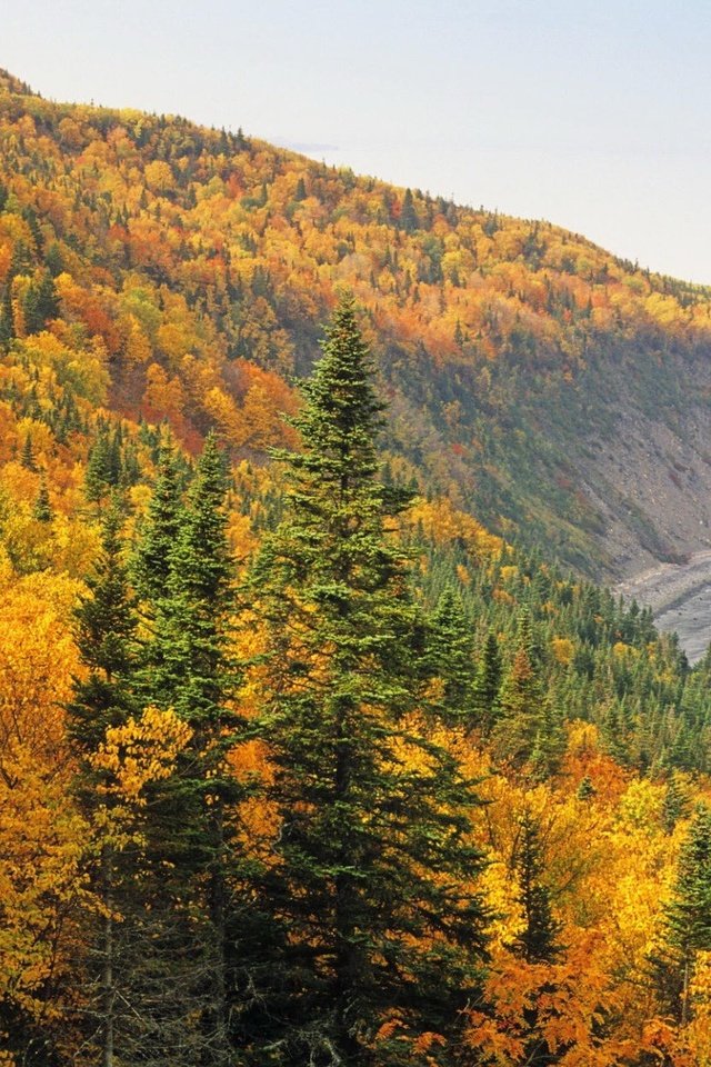 Обои деревья, берег, лес, осень, trees, shore, forest, autumn разрешение 1920x1200 Загрузить
