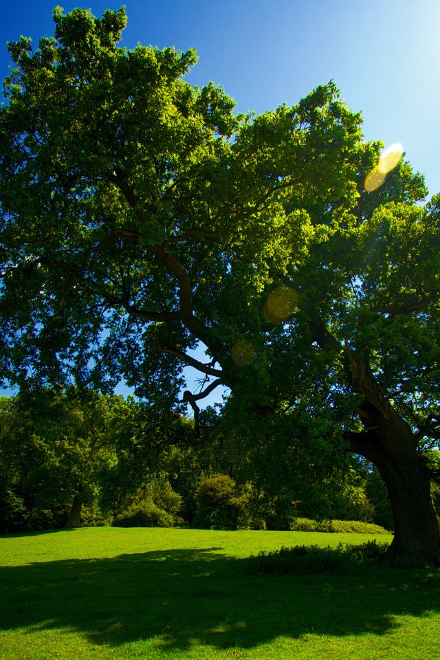 Обои трава, солнце, дерево, лето, grass, the sun, tree, summer разрешение 2559x1600 Загрузить