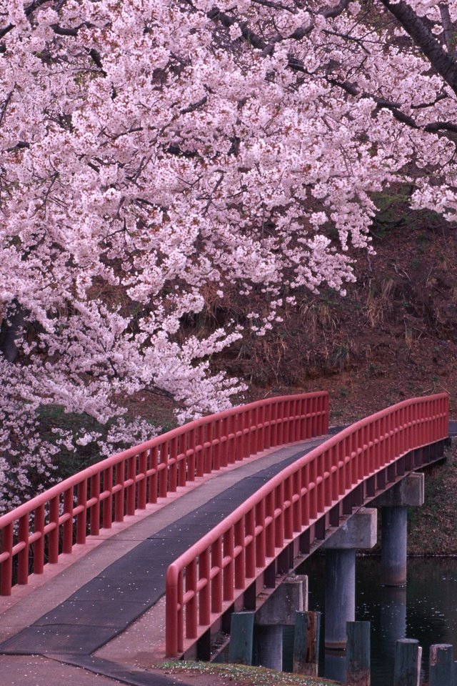 Обои мост, япония, сакура, bridge, japan, sakura разрешение 2950x2094 Загрузить