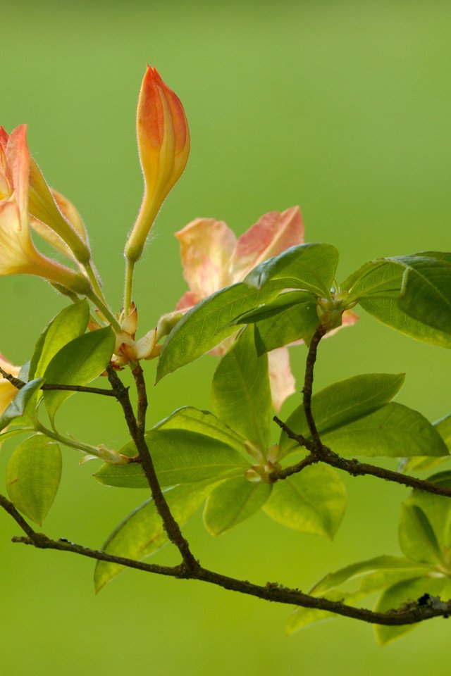 Обои ветка, листья, зелёный, цветок, ветки, размытость, branch, leaves, green, flower, branches, blur разрешение 1920x1200 Загрузить