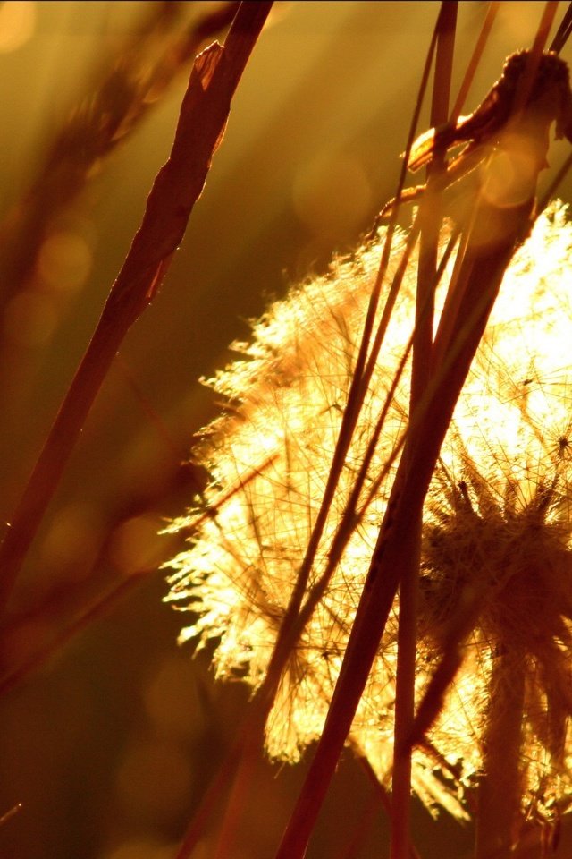 Обои трава, одуванчик, семена, пух, пушинки, былинки, grass, dandelion, seeds, fluff, fuzzes, blade разрешение 1920x1440 Загрузить