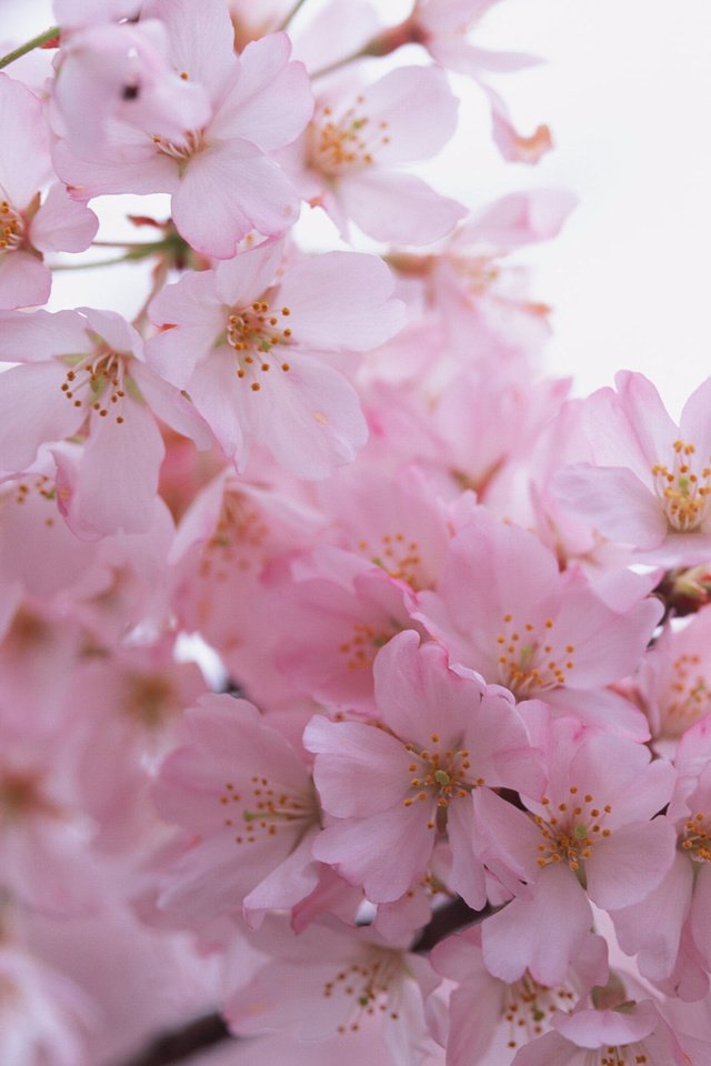 Обои цветы, ветки, лепестки, весна, розовые, flowers, branches, petals, spring, pink разрешение 2950x2094 Загрузить