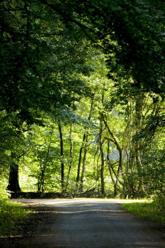 Обои дорога, деревья, зелень, лес, лето, road, trees, greens, forest, summer разрешение 1920x1200 Загрузить