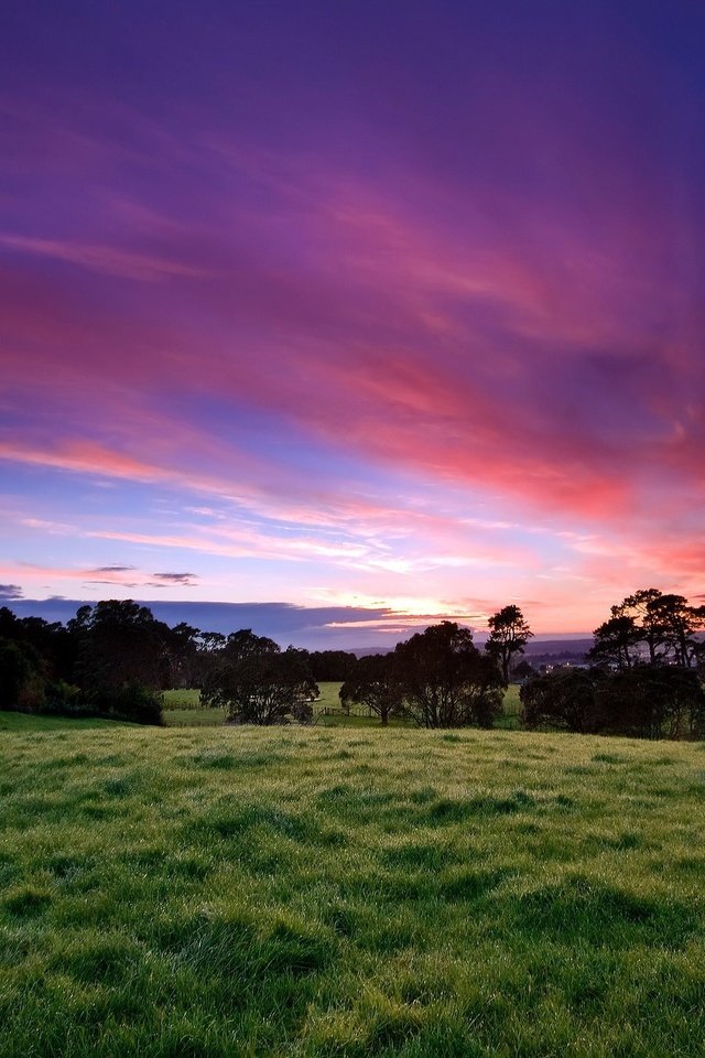 Обои небо, трава, деревья, закат, the sky, grass, trees, sunset разрешение 2560x1600 Загрузить
