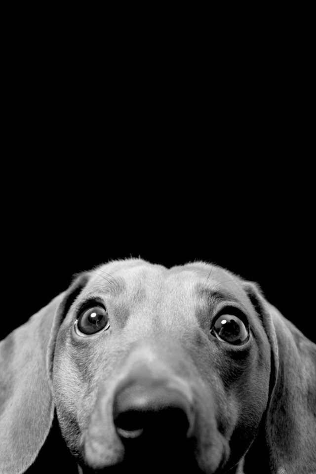 Обои морда, взгляд, чёрно-белое, собака, удивление, такса, интерес, черно белое, face, look, black and white, dog, surprise, dachshund, interest разрешение 1920x1200 Загрузить