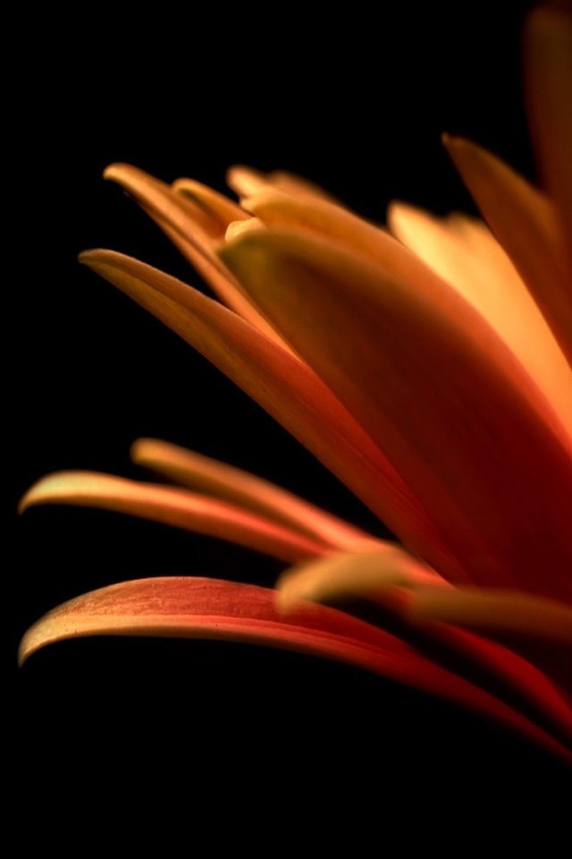 Обои цветок, лепестки, оранжевый, flower, petals, orange разрешение 2560x1600 Загрузить