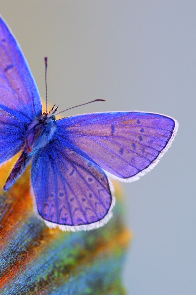 Обои макро, бабочка, крылья, серый фон, macro, butterfly, wings, grey background разрешение 3024x1998 Загрузить