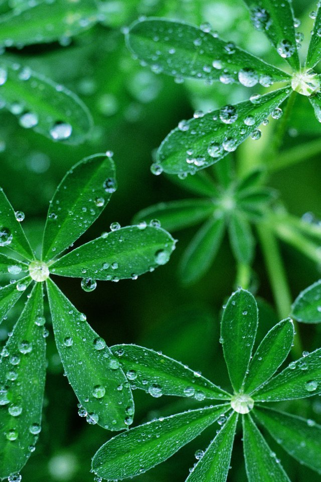 Обои трава, зелень, капли, росса, зонтики, grass, greens, drops, ross, umbrellas разрешение 2560x1600 Загрузить