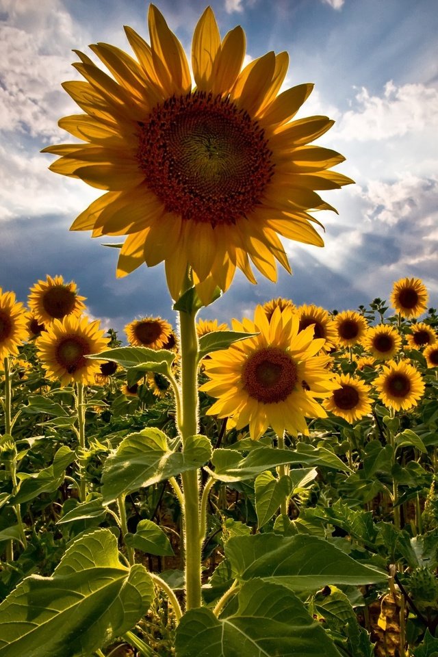 Обои поле, лето, подсолнухи, field, summer, sunflowers разрешение 2560x1600 Загрузить