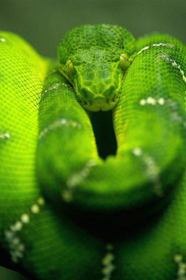 Обои природа, зелёный, макро, змея, nature, green, macro, snake разрешение 2560x1600 Загрузить