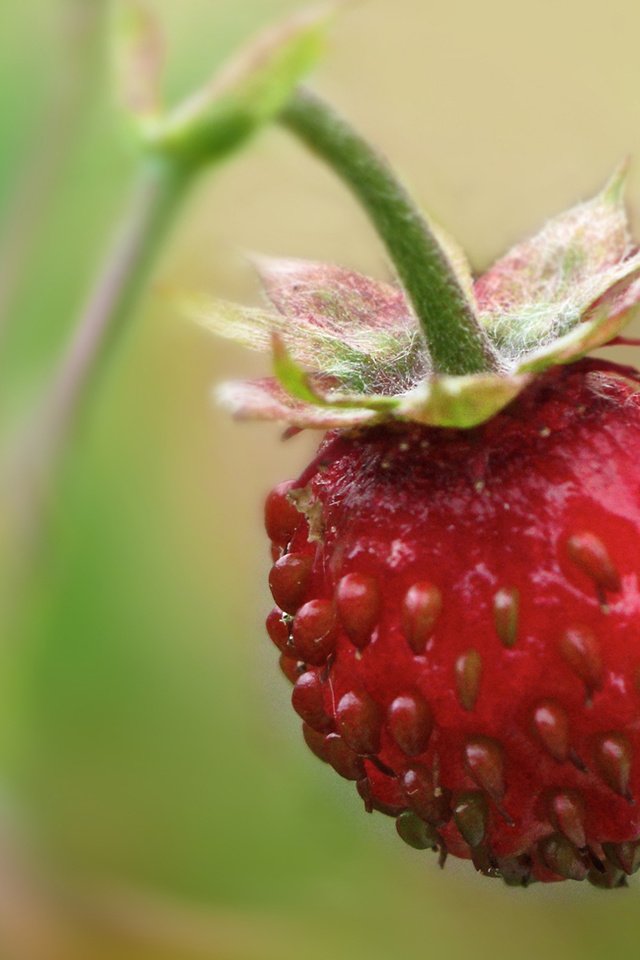 Обои земляника, одна, висит, strawberries, one, hanging разрешение 1900x1200 Загрузить