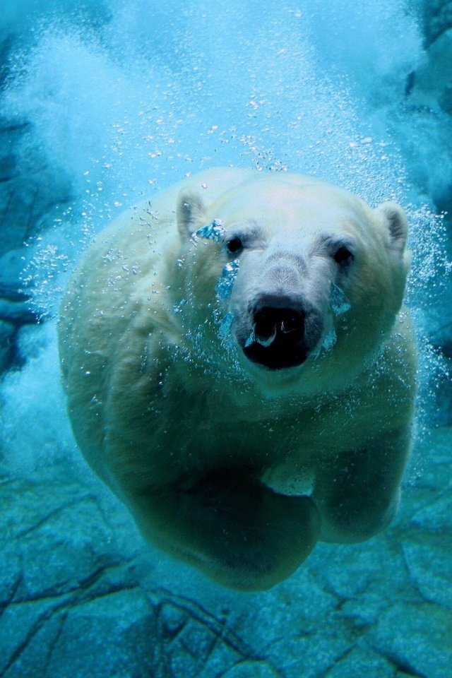 Обои вода, белый медведь, медведь под водой, water, polar bear, bear under water разрешение 1920x1440 Загрузить