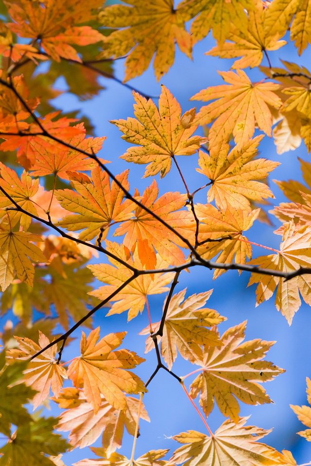 Обои листья, ветки, вид, осень, желтые, снизу, autumn lifs, leaves, branches, view, autumn, yellow, bottom разрешение 1920x1080 Загрузить