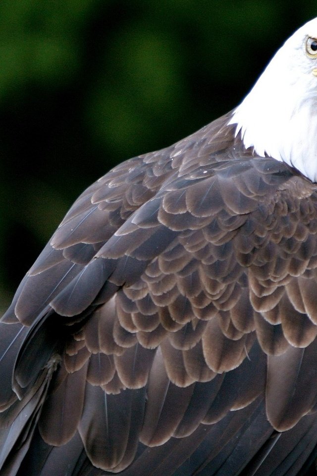 Обои орел, птица, клюв, перья, белоголовый орлан, eagle, bird, beak, feathers, bald eagle разрешение 1920x1080 Загрузить