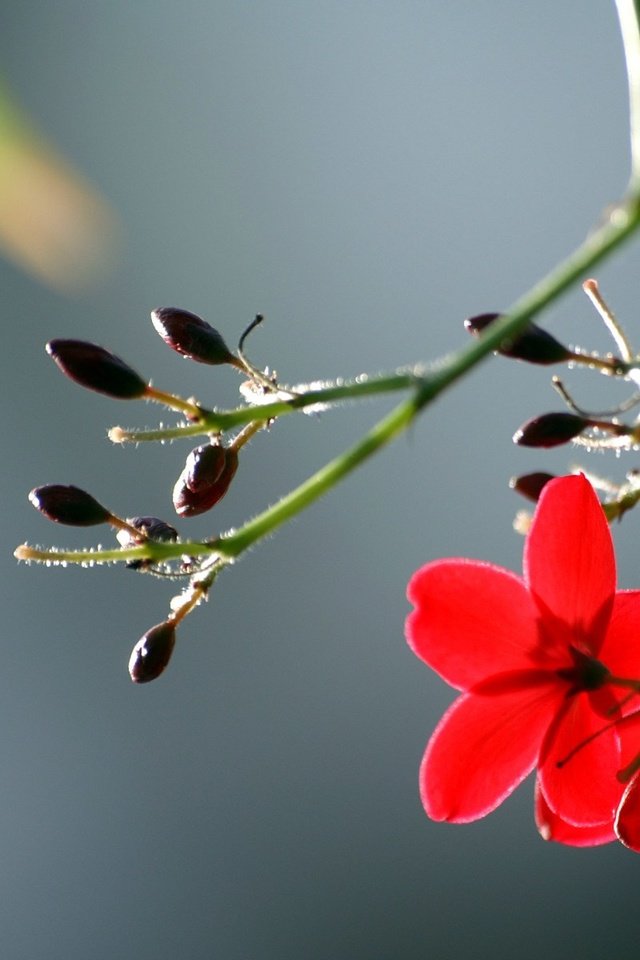 Обои цветы, листья, макро, лепестки, красные, стебель, flowers, leaves, macro, petals, red, stem разрешение 1920x1200 Загрузить