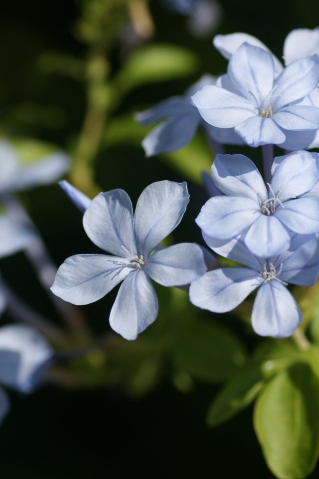 Обои цветы, лепестки, голубые, свинчатка, flowers, petals, blue, svinchatka разрешение 1920x1200 Загрузить