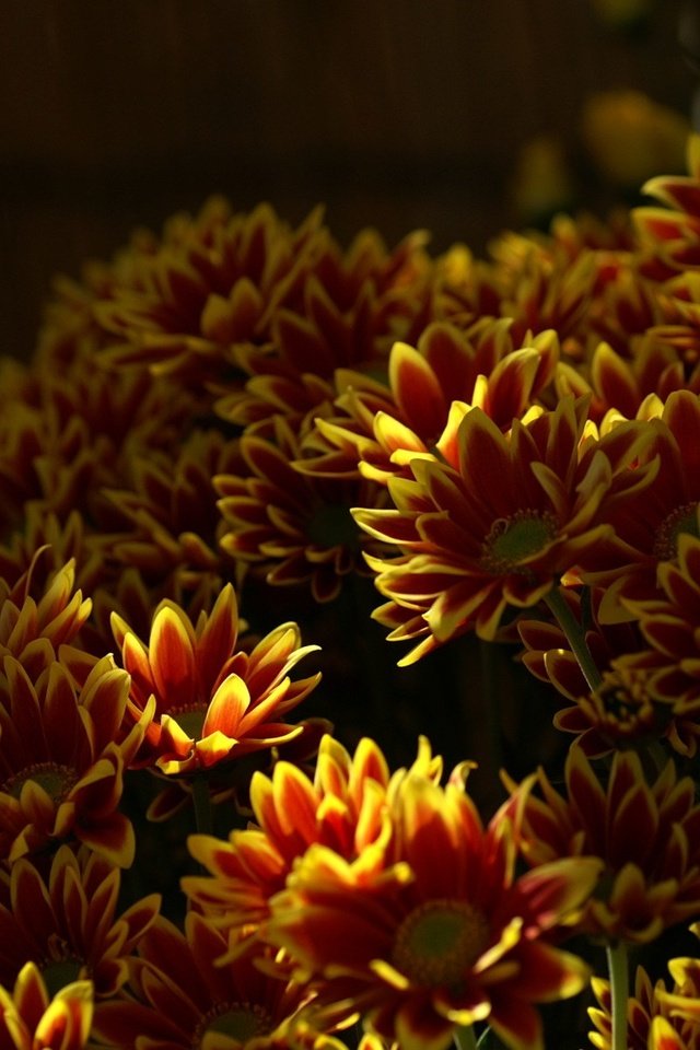 Обои цветы, хризантемы, flowers, chrysanthemum разрешение 1920x1200 Загрузить