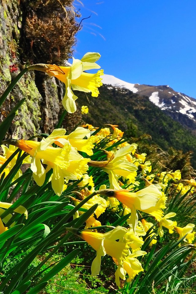 Обои небо, цветы, горы, природа, нарциссы, the sky, flowers, mountains, nature, daffodils разрешение 1920x1200 Загрузить