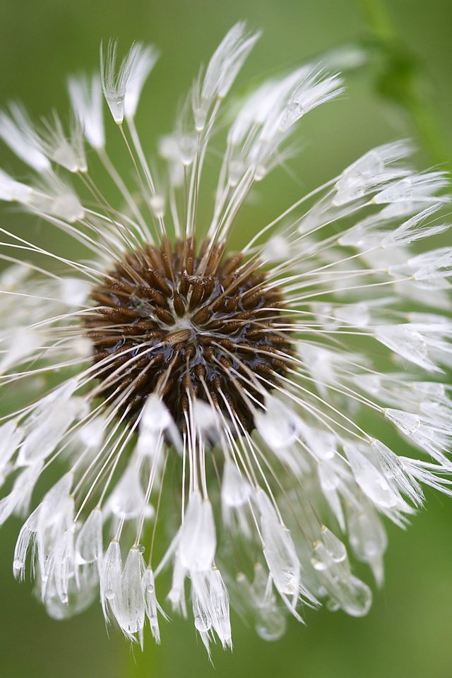 Обои цветок, капли, одуванчик, пушинки, былинки, flower, drops, dandelion, fuzzes, blade разрешение 2560x1600 Загрузить