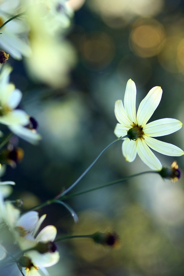 Обои растения, макро, цветок, белый, блики, нежность, plants, macro, flower, white, glare, tenderness разрешение 3888x2592 Загрузить