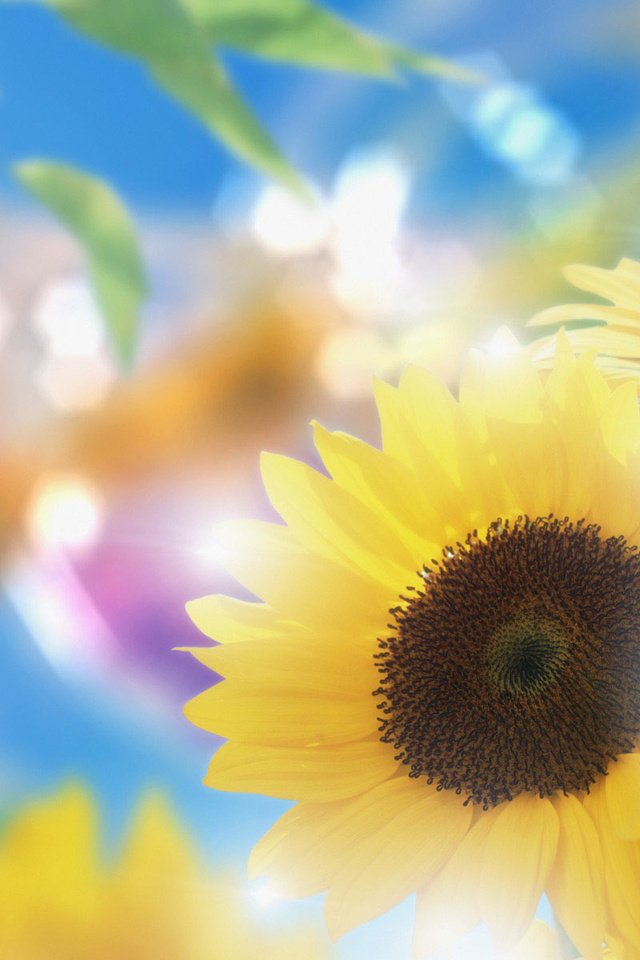 Обои цветы, лепестки, подсолнухи, желтые, боке, flowers, petals, sunflowers, yellow, bokeh разрешение 1920x1200 Загрузить