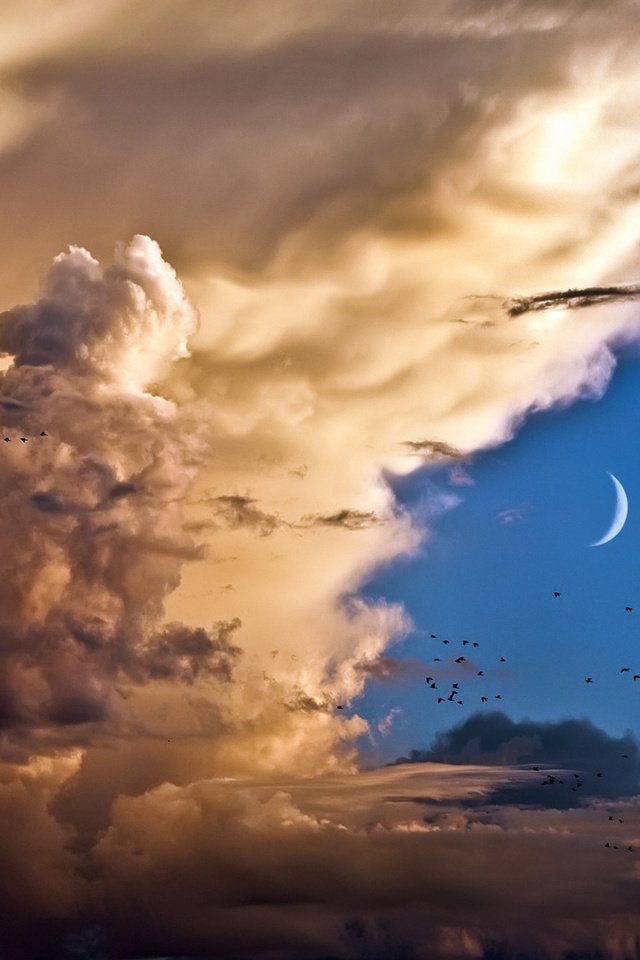 Обои небо, облака, птицы, месяц, the sky, clouds, birds, a month разрешение 1920x1200 Загрузить