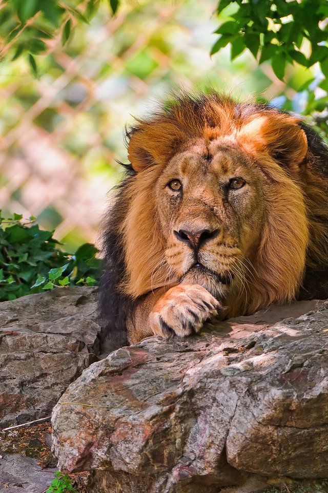 Обои животные, красивый, лев, затаился, царь зверей, animals, beautiful, leo, hiding, the king of beasts разрешение 1920x1200 Загрузить