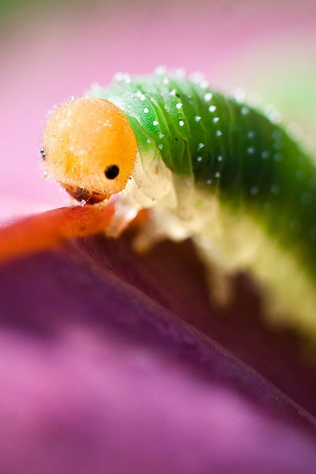 Обои глаза, макро, насекомое, листок, гусеница, eyes, macro, insect, leaf, caterpillar разрешение 1920x1200 Загрузить
