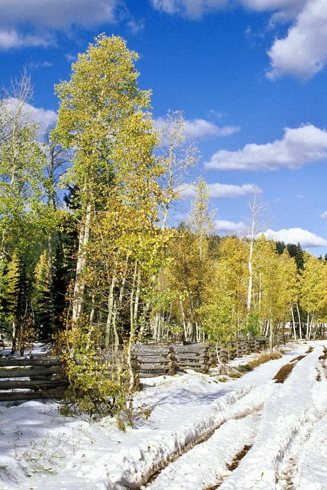 Обои дорога, деревья, снег, лес, листья, березы, весна, road, trees, snow, forest, leaves, birch, spring разрешение 1920x1080 Загрузить