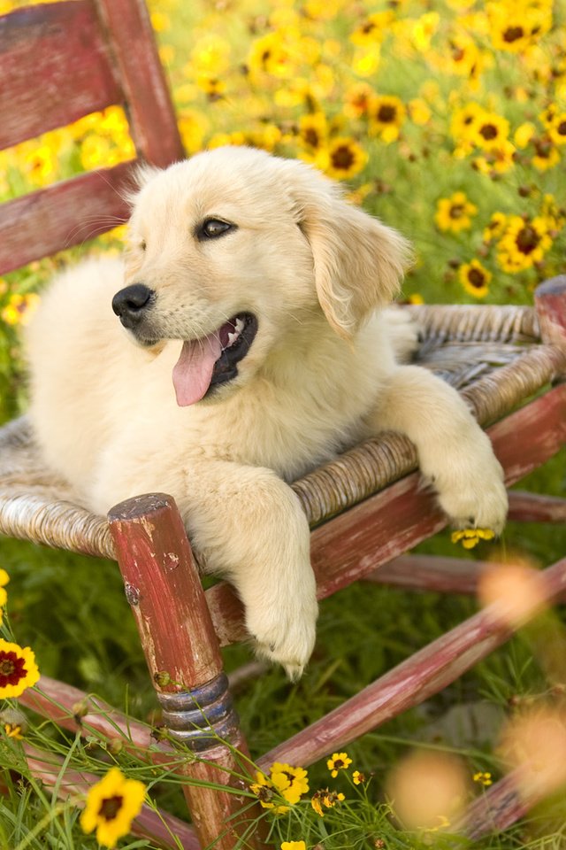 Обои цветы, природа, поле, собака, стул, щенок, золотистый ретривер, flowers, nature, field, dog, chair, puppy, golden retriever разрешение 1920x1080 Загрузить