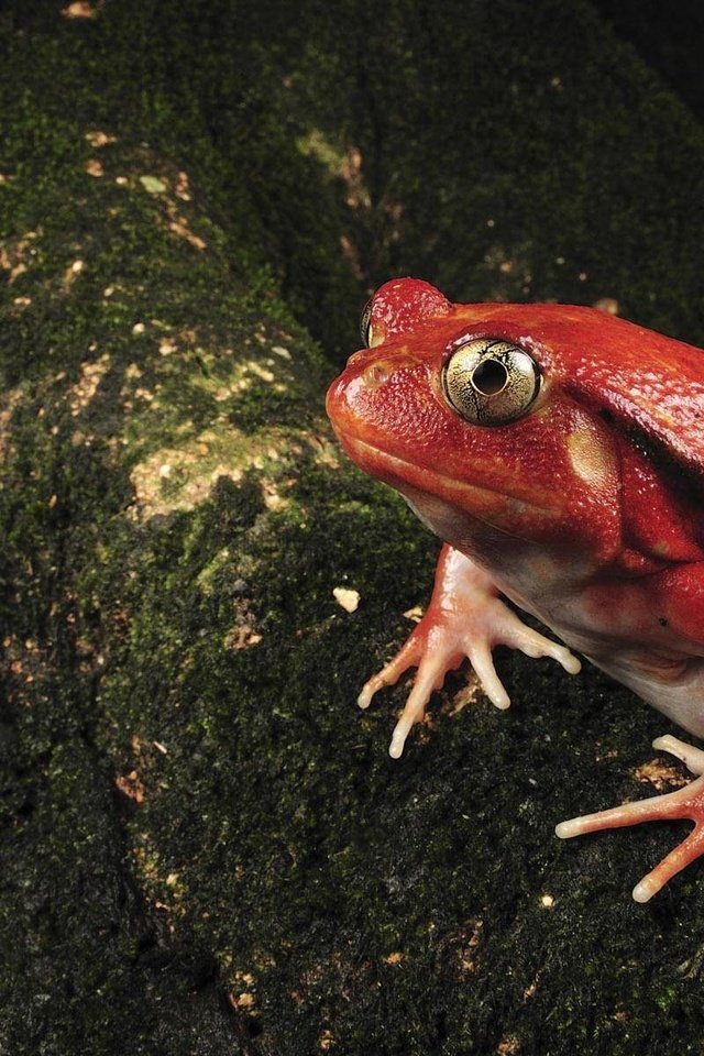 Обои красная, лягушка, мох, окрас, необычная, жаба, земноводные, red, frog, moss, color, unusual, toad, amphibians разрешение 1920x1200 Загрузить