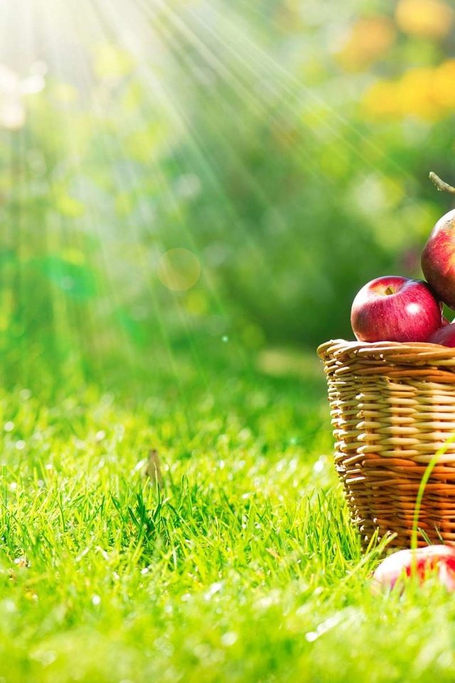 Обои трава, фрукты, яблоки, корзина, плоды, grass, fruit, apples, basket разрешение 1920x1200 Загрузить