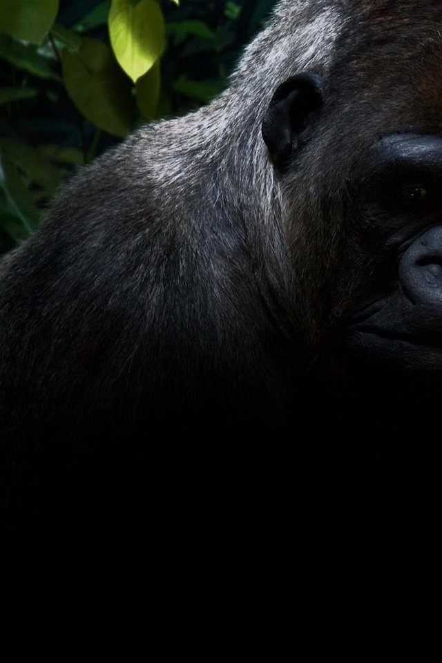 Обои морда, зеленый листья, листья, животные, взгляд, черная, обезьяна, горилла, примат, face, leaves, animals, look, black, monkey, gorilla, the primacy of разрешение 1920x1200 Загрузить
