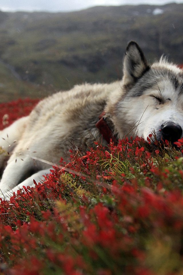 Обои цветы, природа, сон, собака, лежит, весна, хаски, flowers, nature, sleep, dog, lies, spring, husky разрешение 1920x1200 Загрузить