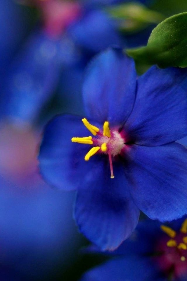 Обои макро, синий, цветок, размытость, красиво, macro, blue, flower, blur, beautiful разрешение 1920x1200 Загрузить