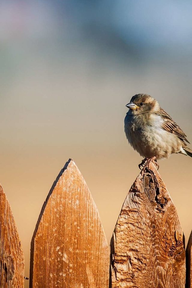 Обои забор, птица, воробей, the fence, bird, sparrow разрешение 1920x1200 Загрузить