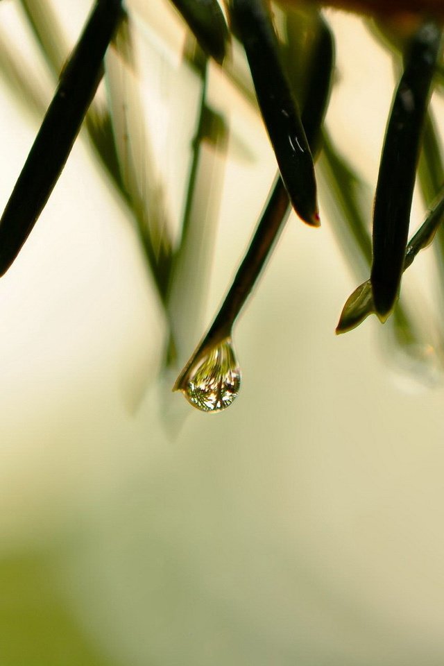 Обои трава, природа, макро, роса, капли, grass, nature, macro, rosa, drops разрешение 1920x1200 Загрузить