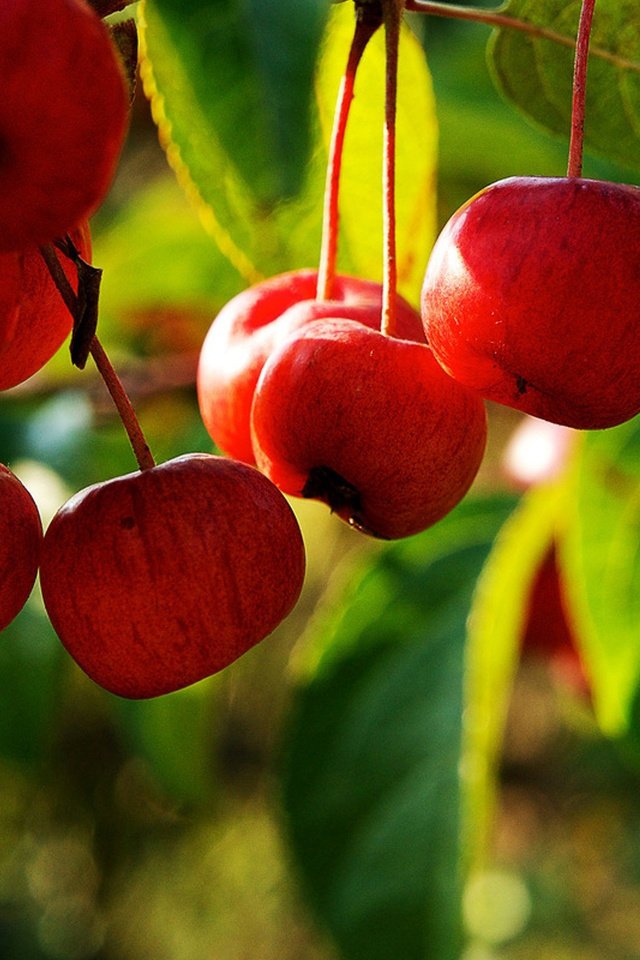 Обои ветка, листья, фрукты, яблоки, плоды, яблоня, branch, leaves, fruit, apples, apple разрешение 2560x1600 Загрузить