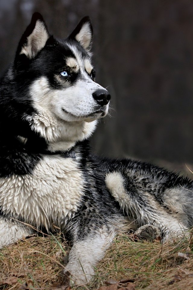 Обои морда, природа, взгляд, собака, хаски, черно-белый пес, face, nature, look, dog, husky, black and white dog разрешение 2560x1600 Загрузить