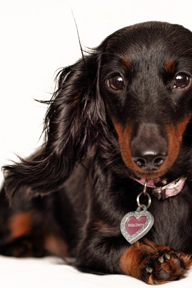 Обои взгляд, собака, белый фон, уши, ошейник, такса, look, dog, white background, ears, collar, dachshund разрешение 1920x1200 Загрузить