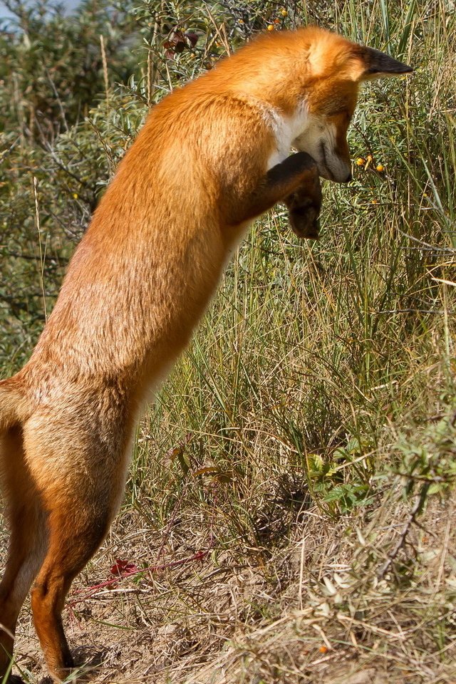 Обои природа, фон, прыжок, рыжая, лиса, лисица, nature, background, jump, red, fox разрешение 1920x1200 Загрузить