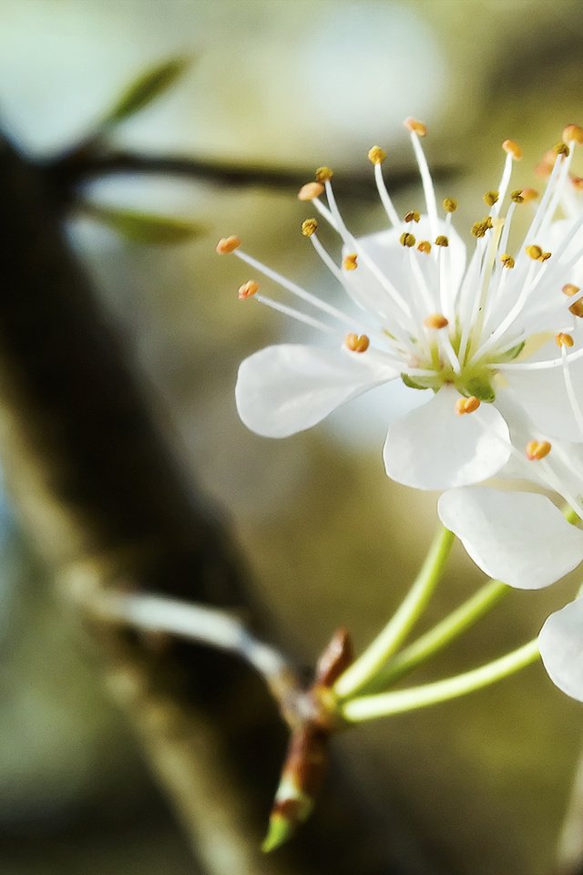 Обои ветка, цветение, весна, трио, cvetenie, belosnezhnoe, branch, flowering, spring, trio разрешение 2048x1152 Загрузить