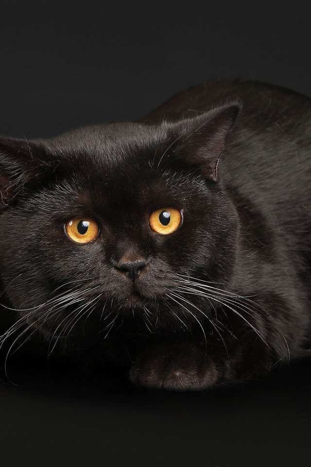 Обои глаза, кот, кошка, черный, черный фон, черный кот, eyes, cat, black, black background, black cat разрешение 2560x1600 Загрузить