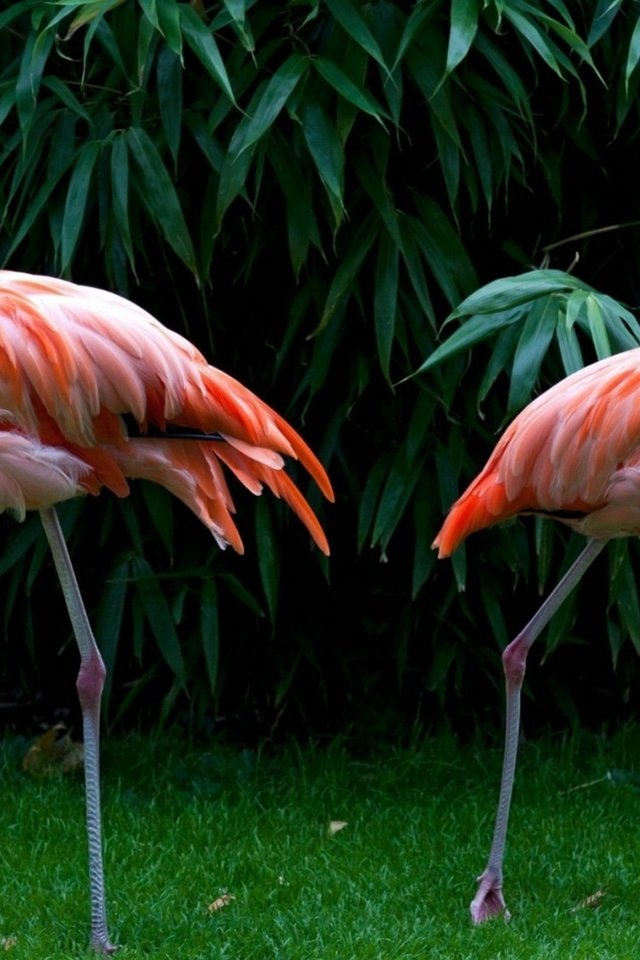 Обои трава, зелень, листья, фламинго, птицы, перья, розовые фламинго, grass, greens, leaves, flamingo, birds, feathers, pink flamingos разрешение 1920x1200 Загрузить