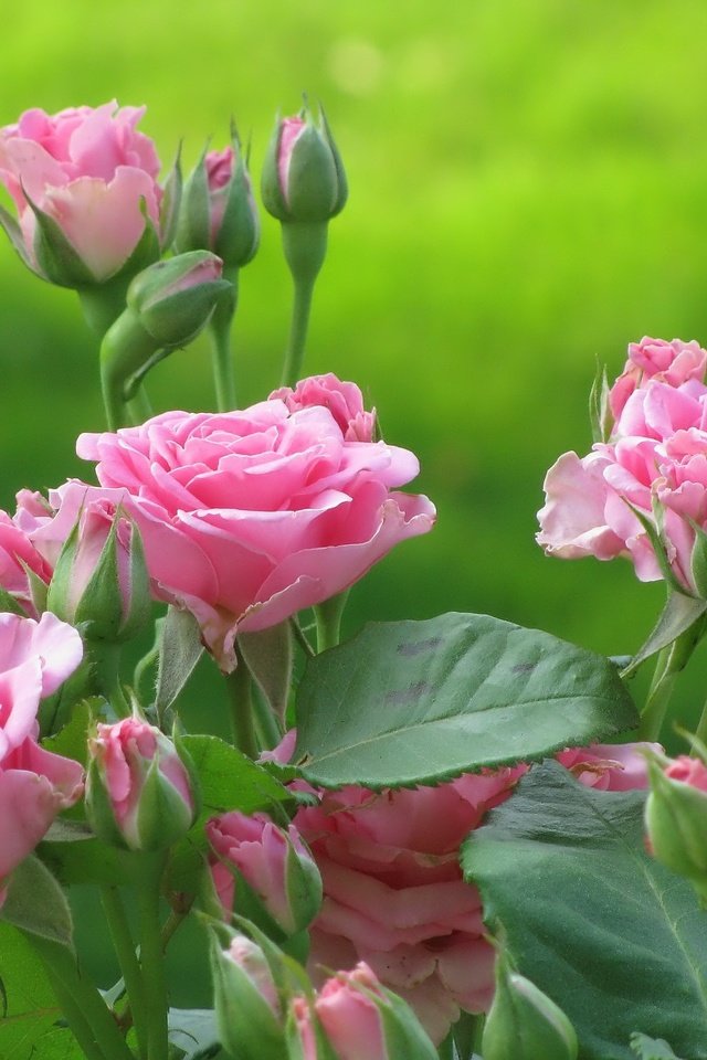 Обои цветы, kust, бутоны, листья, розы, лепестки, розовые, куст, cvety, rozy, flowers, buds, leaves, roses, petals, pink, bush разрешение 2048x1536 Загрузить