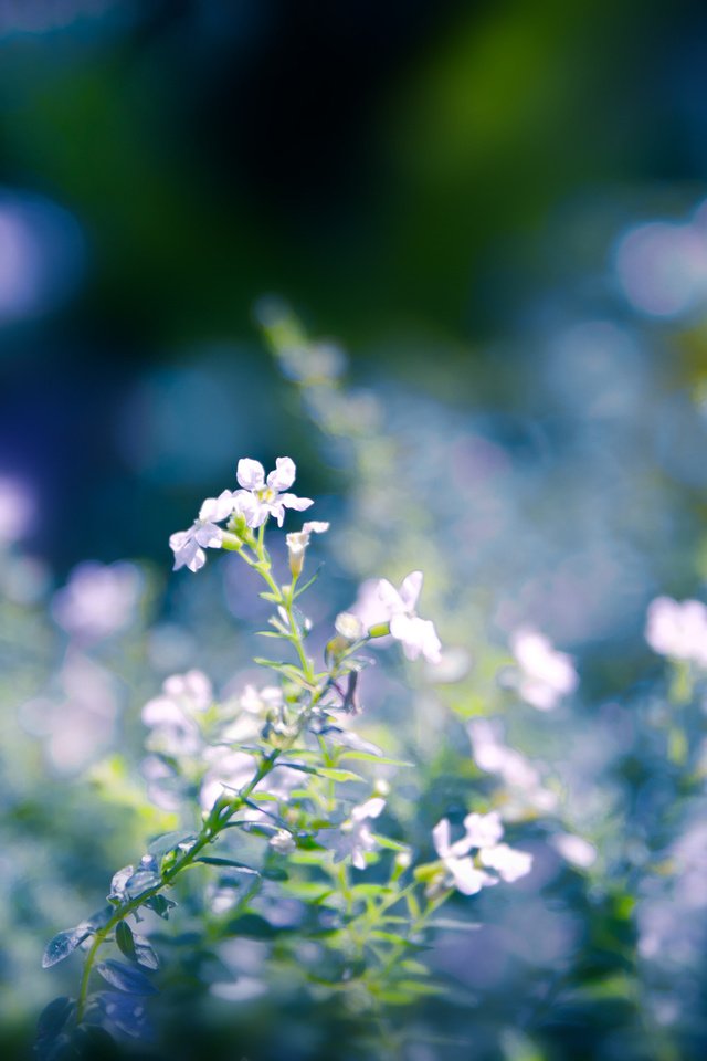 Обои цветы, макро, размытость, белые, cvety, cvetenie, priroda, flowers, macro, blur, white разрешение 2560x1600 Загрузить