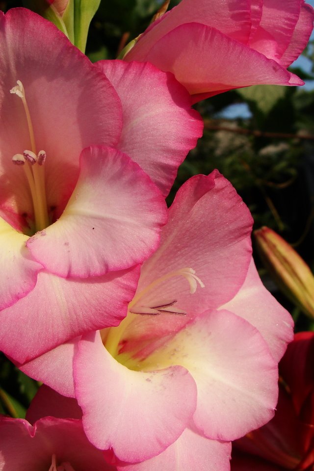 Обои цветы, лепестки, гладиолус, cvety, rozovyj, gladiolusy, flowers, petals, gladiolus разрешение 2592x1944 Загрузить